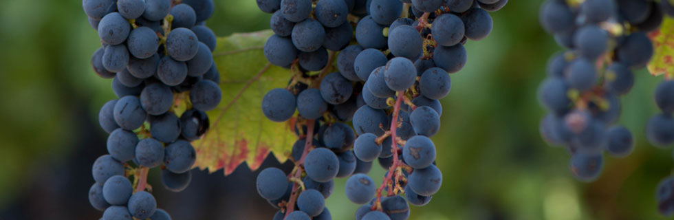 Blackstone Zinfandel grapes